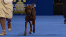national dog show weimaraner