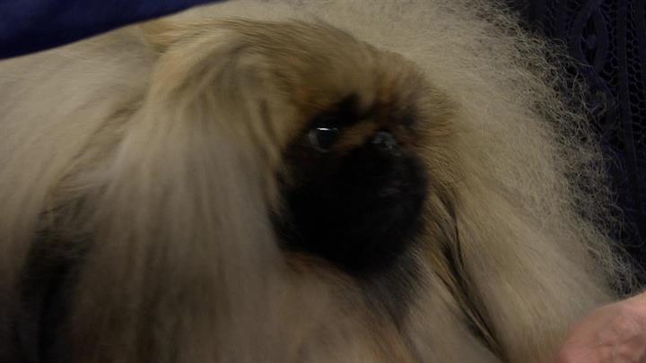 show me a pekingese dog