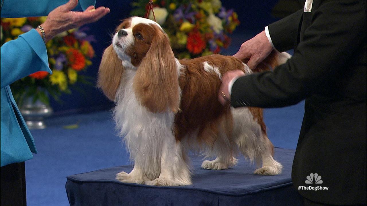 2014 National Dog Show: Toy Group, part 1  NBC Sports