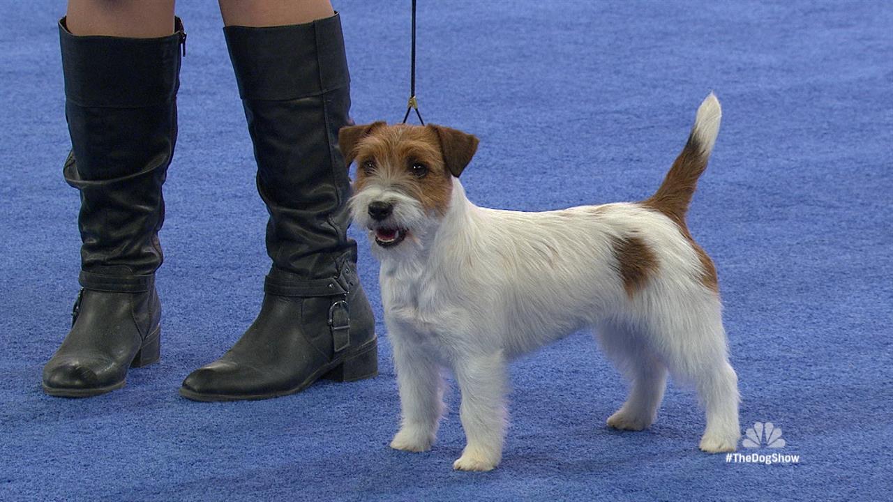 2014 National Dog Show Terrier Group, part 1 NBC Sports