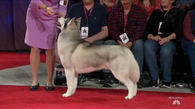 best show dog breeds