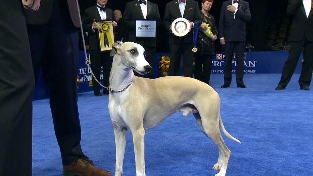 westminster dog show 2018 best in show