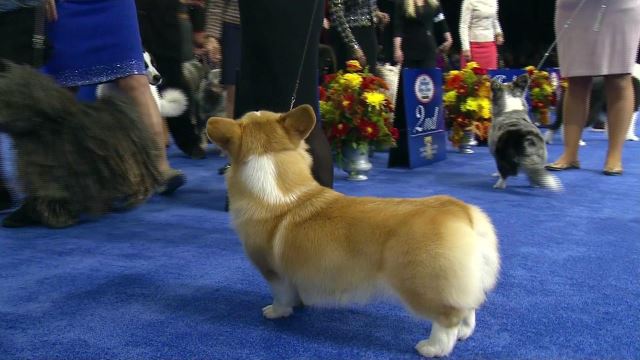 national corgi day 2018