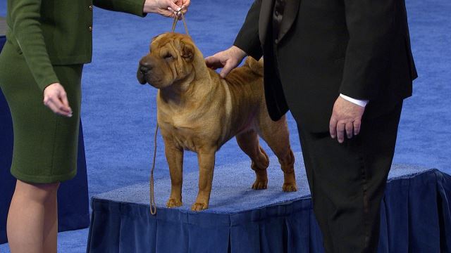 Chinese Shar Pei 2018 National Dog Show Non Sporting Group Nbc