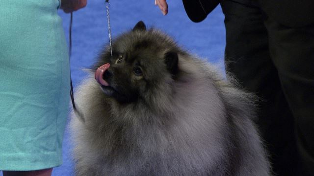 national dog show 2018 non sporting group