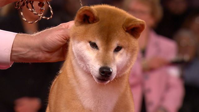 Shiba Inu 2019 Beverly Hills Dog Show Non Sporting Group