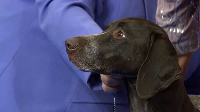 national dog show german shorthaired pointer