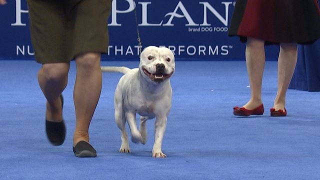 staffordshire bull terrier fawn