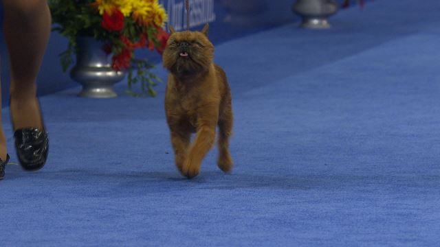 Brussels Griffon 2018 National Dog Show Toy Group Nbc Sports