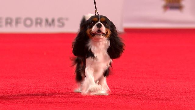 best toys for cavalier king charles spaniel