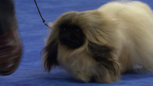 Westminster Dog Show Pekingese