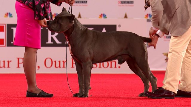 Cane Corso 2019 Beverly Hills Dog Show Working Group Nbc