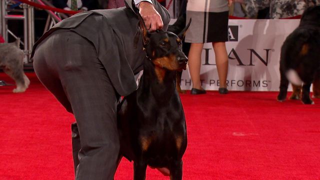 doberman dog show 2019
