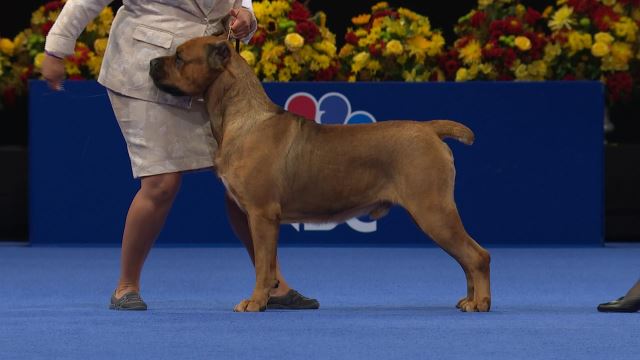 Cane Corso 2020 National Dog Show Working Group Nbc Sports