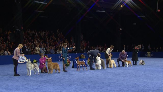 breeds at the 2019 National Dog Show 