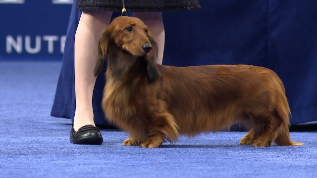 Dachshund Longhaired 2019 National Dog Show Hound Group Nbc