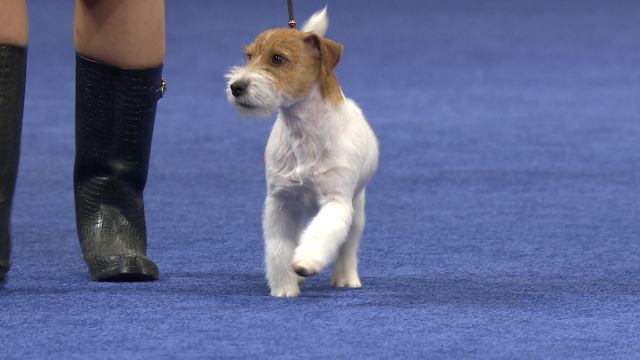 Russell Terrier 2019 National Dog Show Terrier Group Nbc Sports