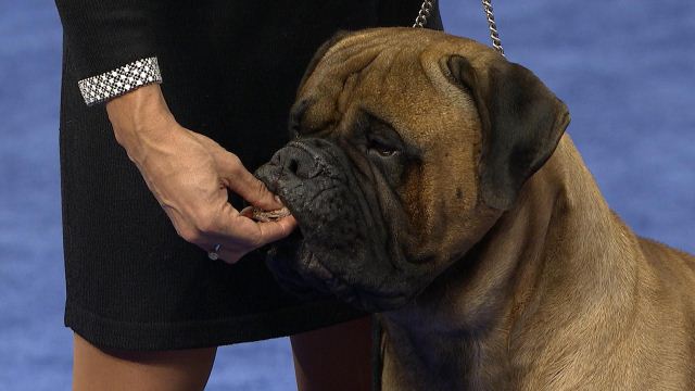 Bullmastiff, 2019 National Dog Show 