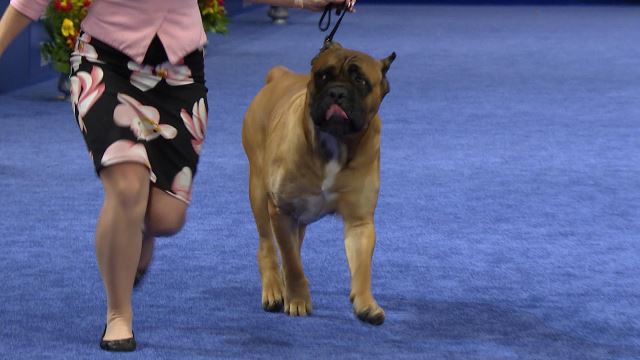 Cane Corso 2019 National Dog Show Working Group Nbc Sports