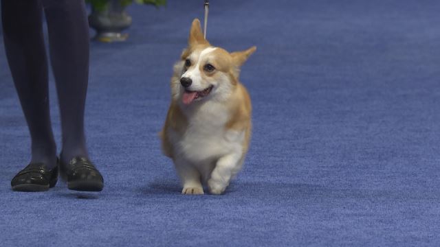 westminster dog show corgi