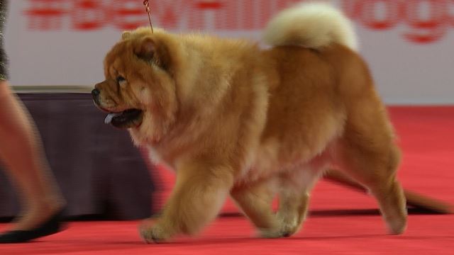 dog show non sporting group