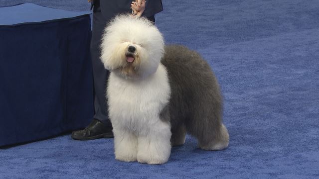 herding group westminster 2019
